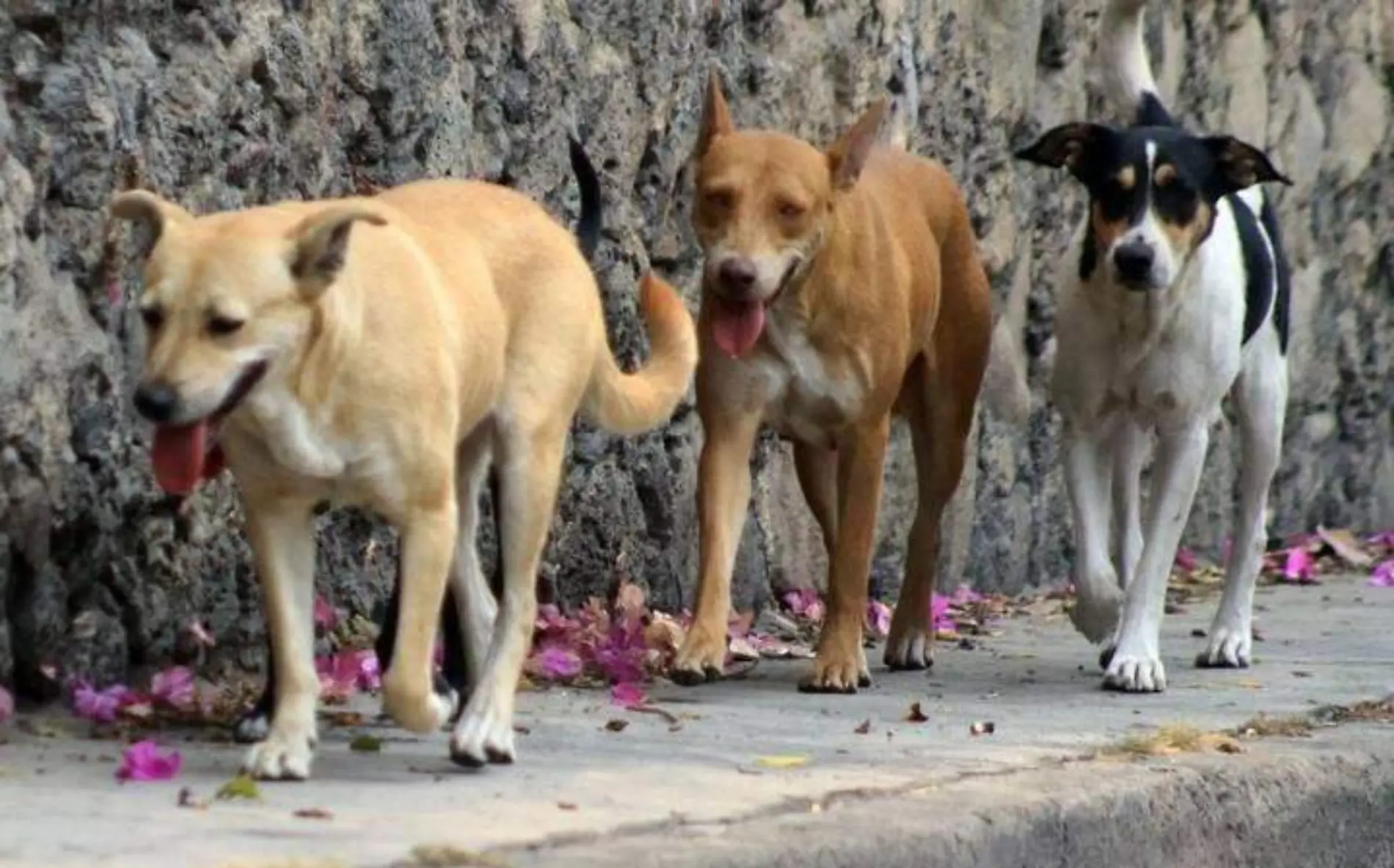 perros callejeros CUARTOSCURO